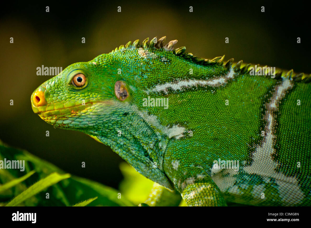 Crested Iguana, Kula Eco Park, Sigatoka Coral Coast,, Viti Levu, Isole Figi Foto Stock