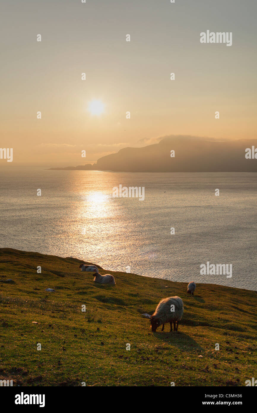 Irlanda, Provincia Connacht, nella contea di Mayo, vista di animali al pascolo su Achill Island al tramonto Foto Stock