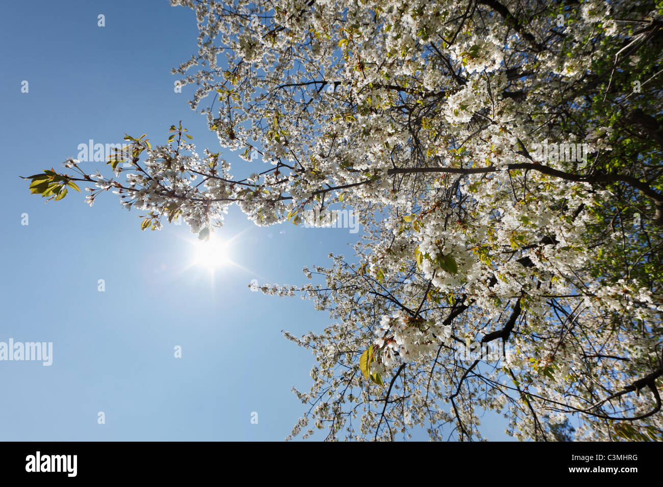 La Bassa Austria, fioritura ciliegio contro sky Foto Stock
