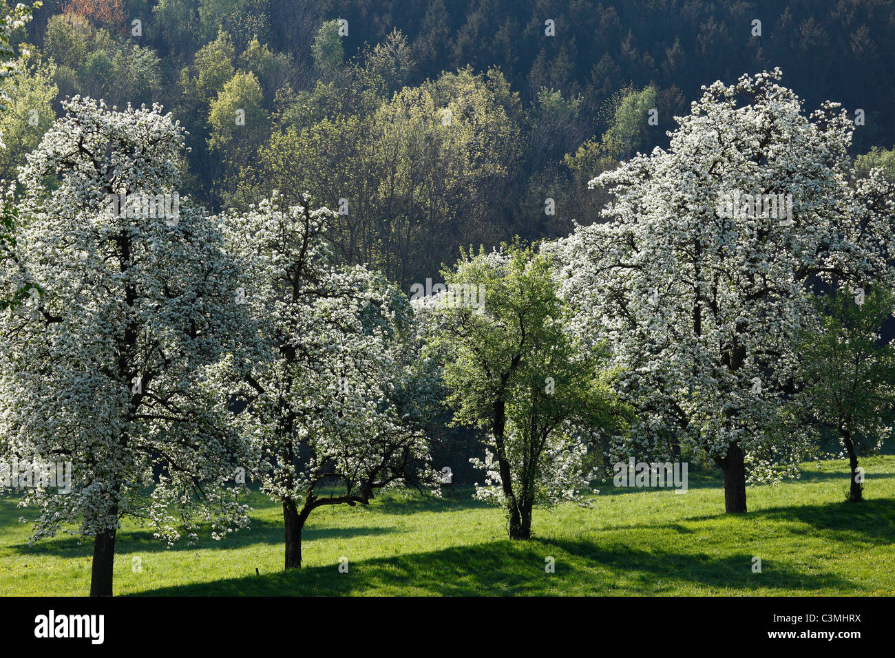 Bassa Austria, Waldviertel, Mostviertel, fioritura peri Foto Stock