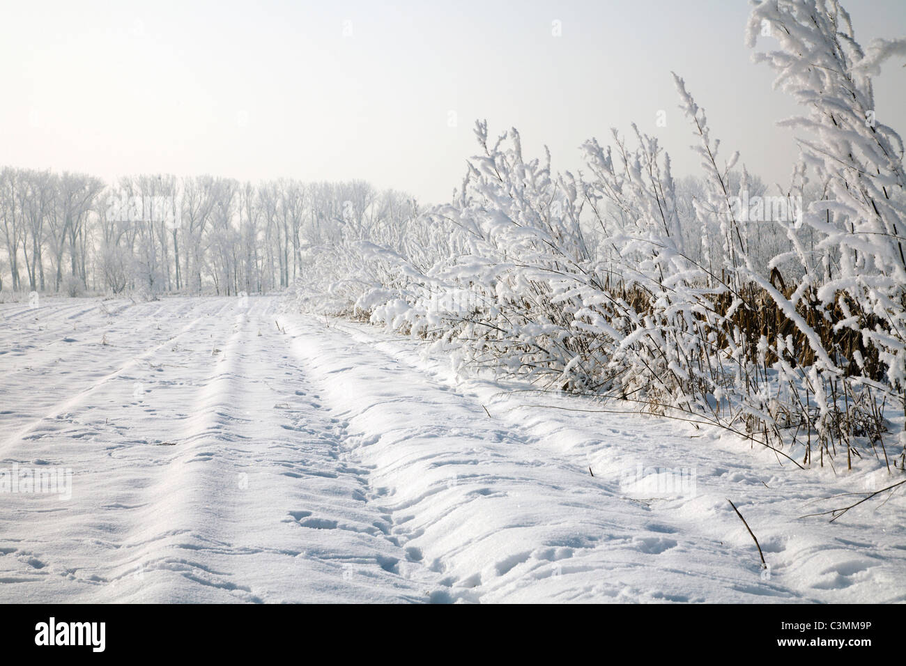 Campo e buschs nella neve e ghiaccio Foto Stock