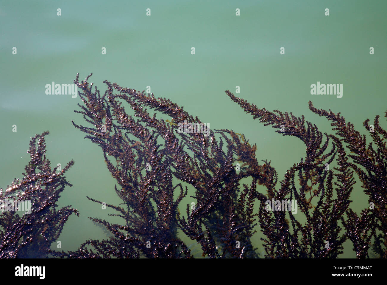 Le alghe dalla laguna di Venezia Foto Stock