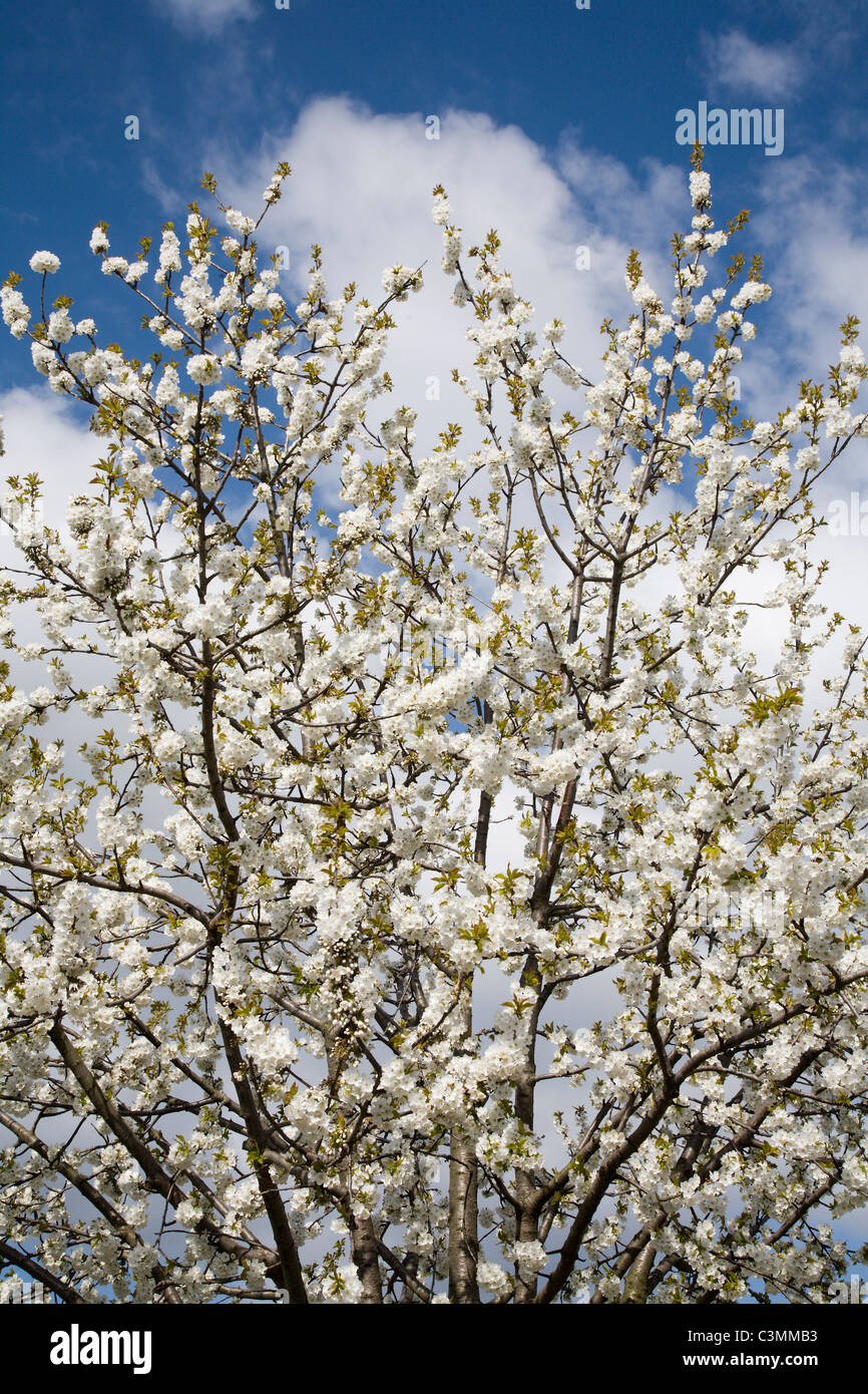 Ciliegio fiori Foto Stock