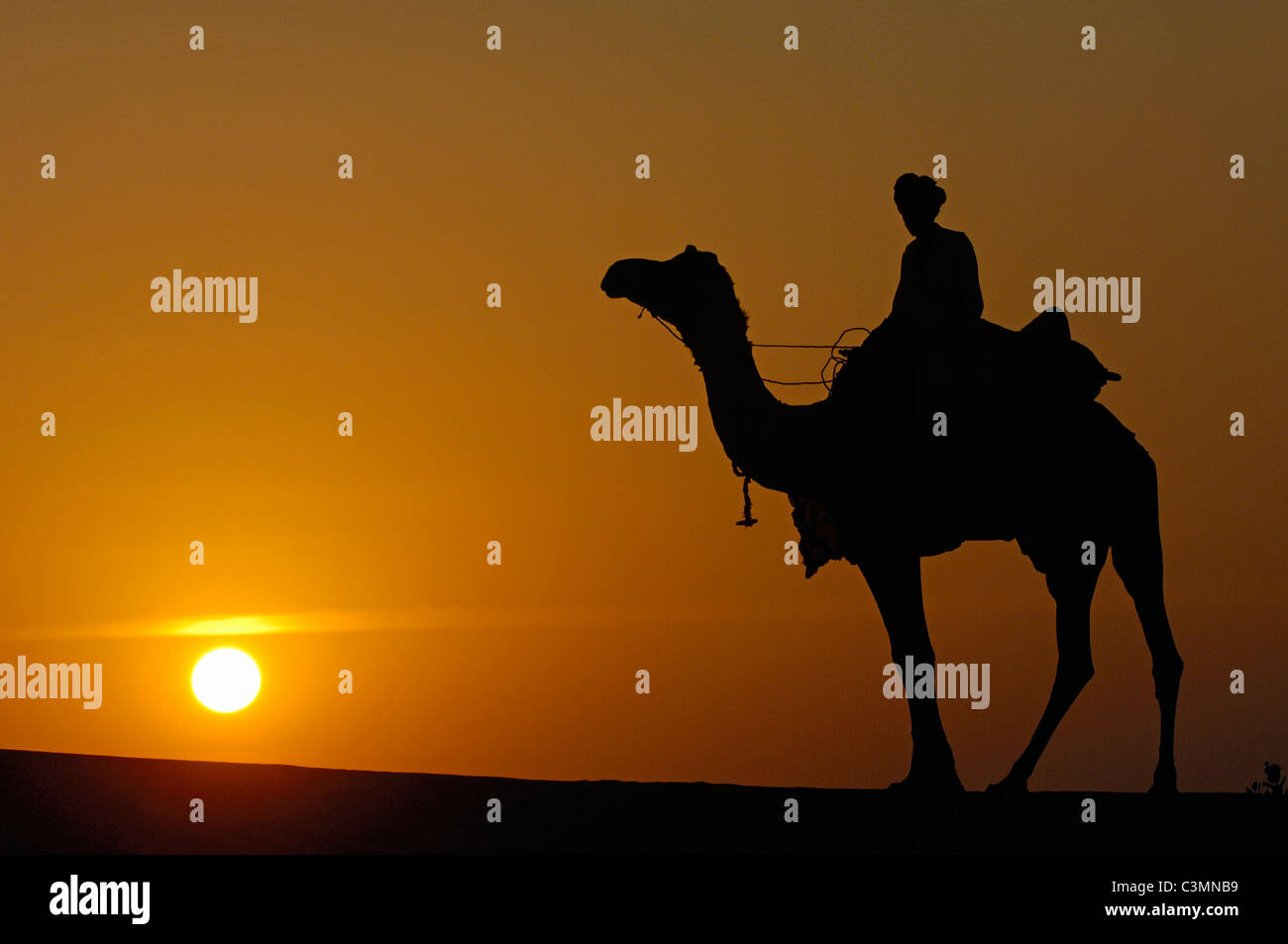 Dromedario, One-humped Camel (Camelus dromedarius). Rider su un dromedario nel deserto di Thar stagliano contro il sole di setting Foto Stock