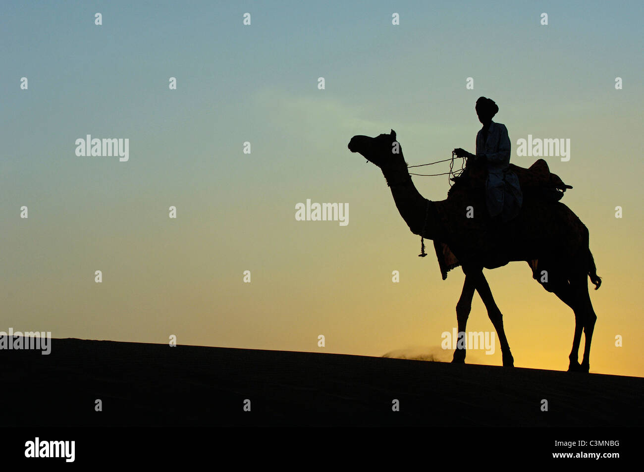 Dromedario, One-humped Camel (Camelus dromedarius). Rider su un dromedario nel deserto di Thar stagliano contro il sole di setting Foto Stock