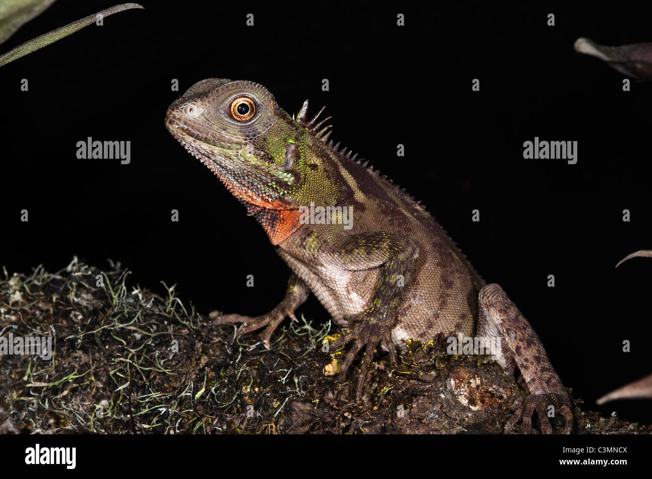 Nana Guichenots Iguana, Amazon legno Lizard (Enyalioides laticeps). Ecuador. Foto Stock