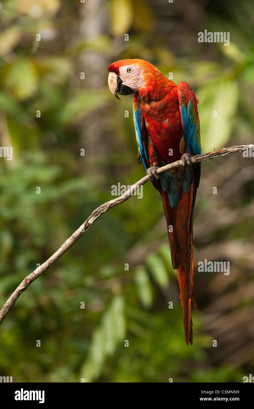 Scarlet Macaw (Ara macao) appollaiato su un ramoscello. Fiume Cocaya. Amazzonico orientale della foresta di pioggia Foto Stock