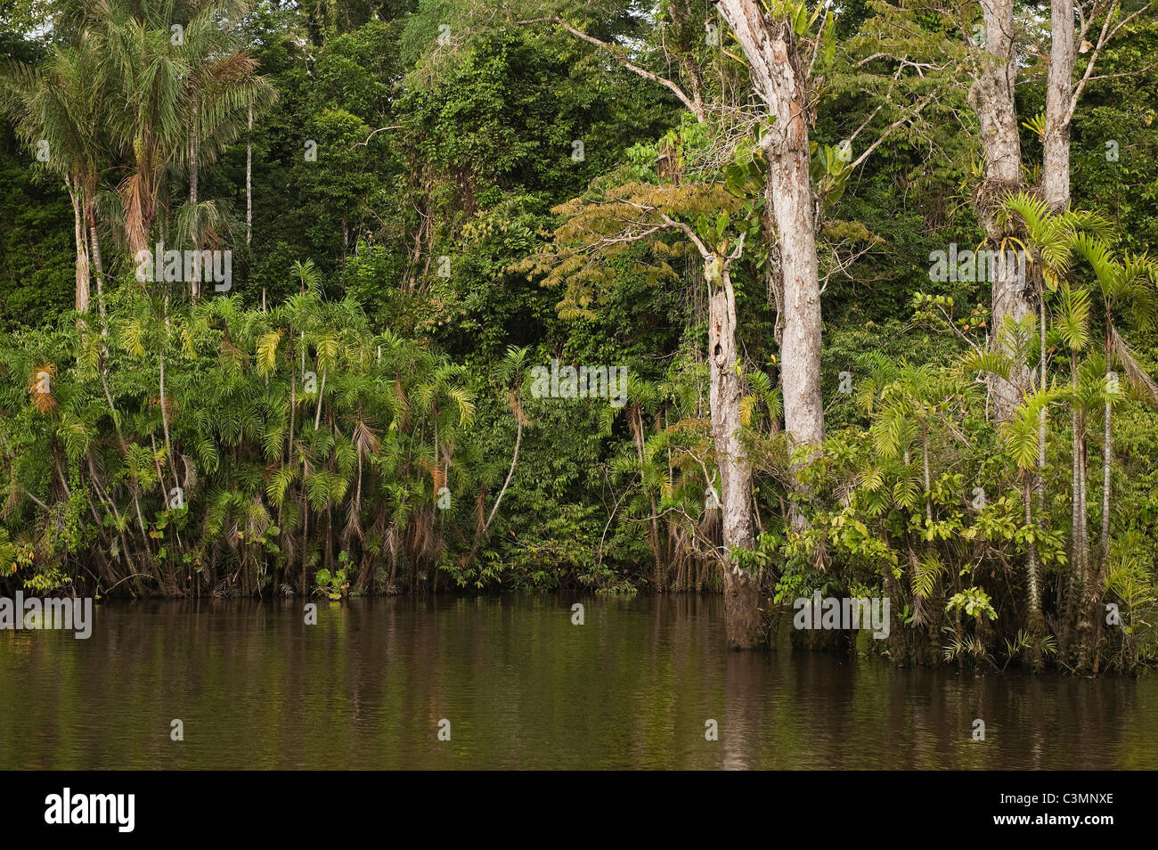 Inondati Igapo foresta. Fiume Cocaya. Amazzonico orientale della foresta di pioggia. Confine di Perù e Ecuador, Sud America. Foto Stock