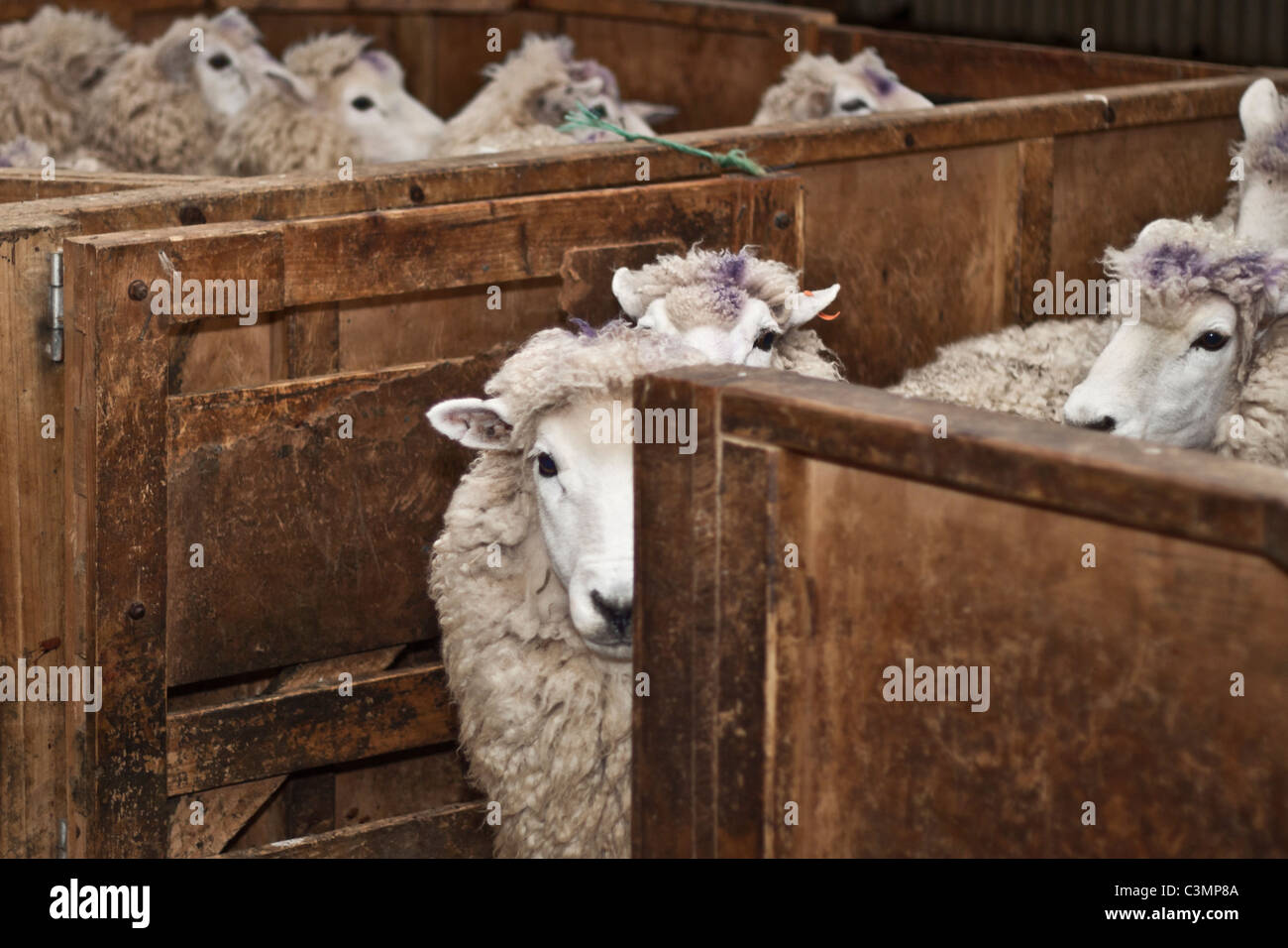 Paura di pecore. La tosatura delle pecore in Nuova Zelanda Foto Stock