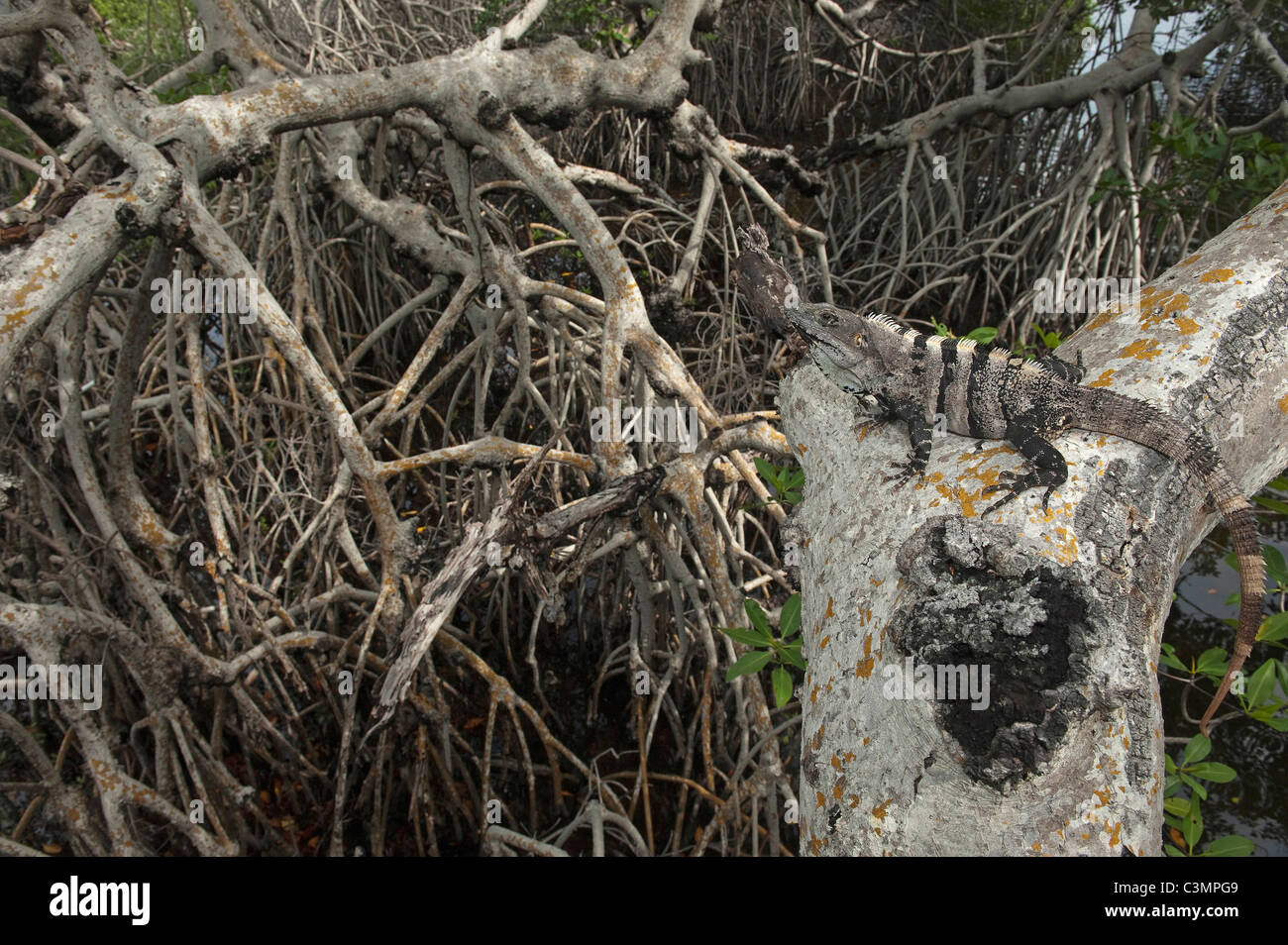 Nero (Iguana Ctenosaura similis) in mangrovie. Sian Ka'an Riserva della Biosfera, la penisola dello Yucatan, Messico. Foto Stock