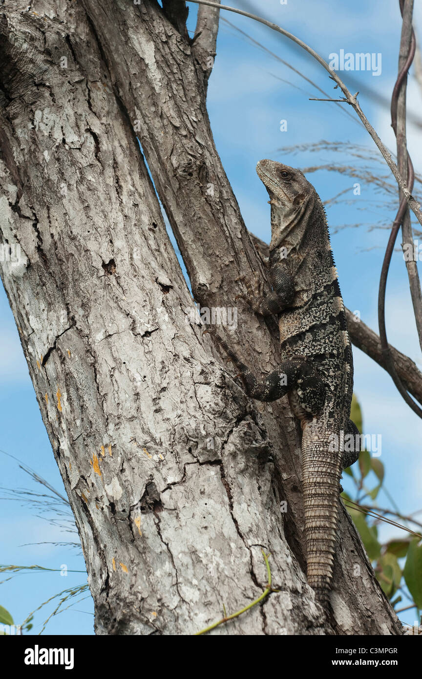 Nero (Iguana Ctenosaura similis) su un tronco di albero. Sian Ka'an Riserva della Biosfera, la penisola dello Yucatan, Messico. Foto Stock