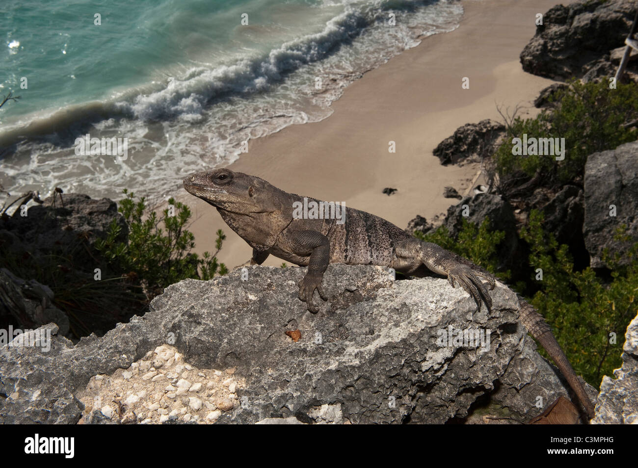 Nero (Iguana Ctenosaura similis) su una scogliera alta sopra la spiaggia. Sian Ka'an Riserva della Biosfera, la penisola dello Yucatan, Messico. Foto Stock