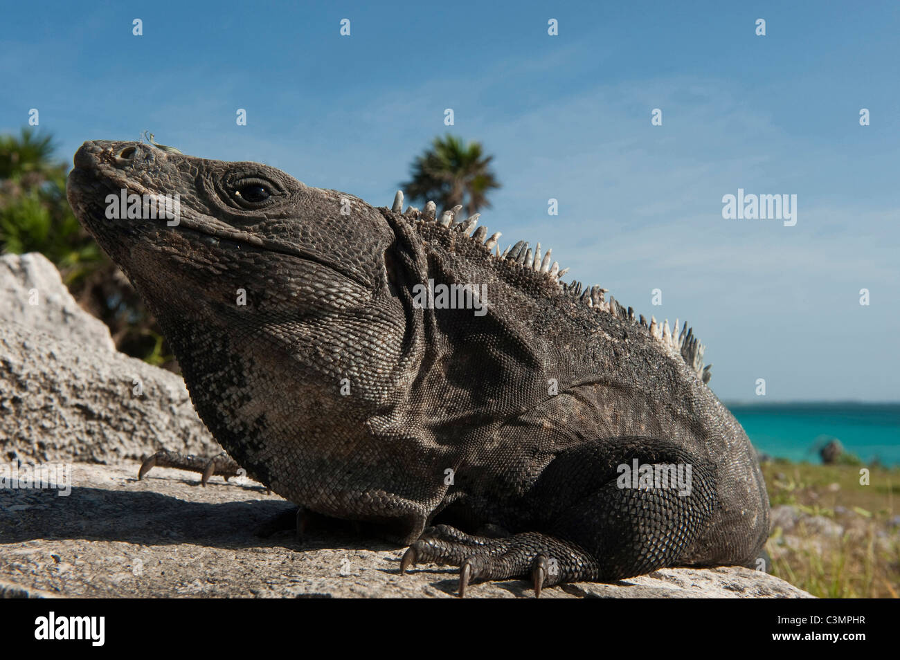 Nero (Iguana Ctenosaura similis), ritratto. Sian Ka'an Riserva della Biosfera, la penisola dello Yucatan, Messico. Foto Stock