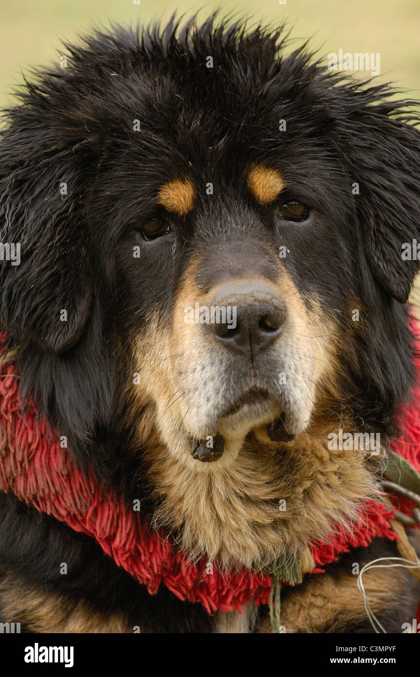 Il Mastino tibetano (Canis lupus familiaris) con collare Foto Stock