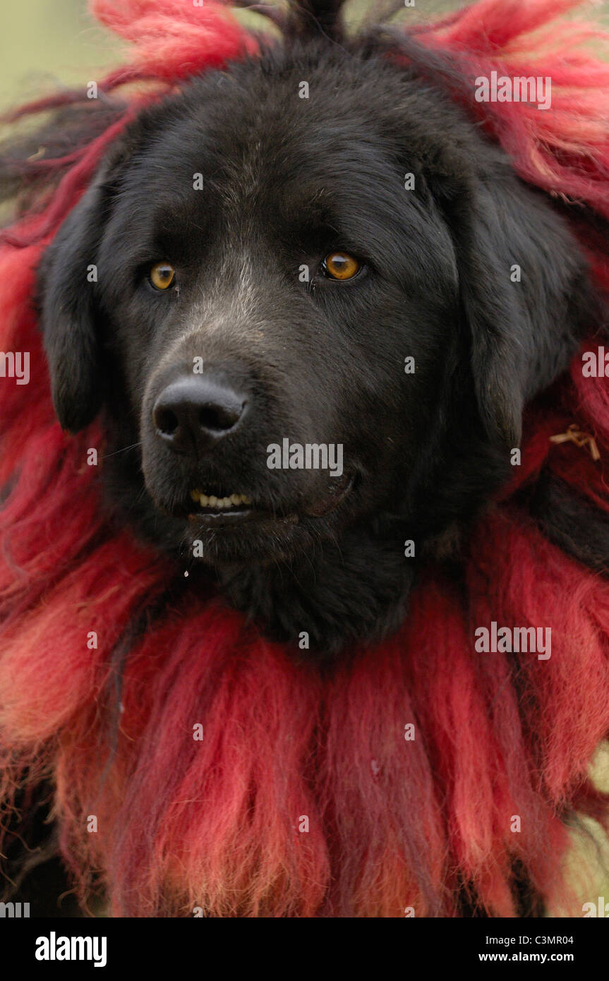 Il Mastino tibetano (Canis lupus familiaris) con collare Foto Stock