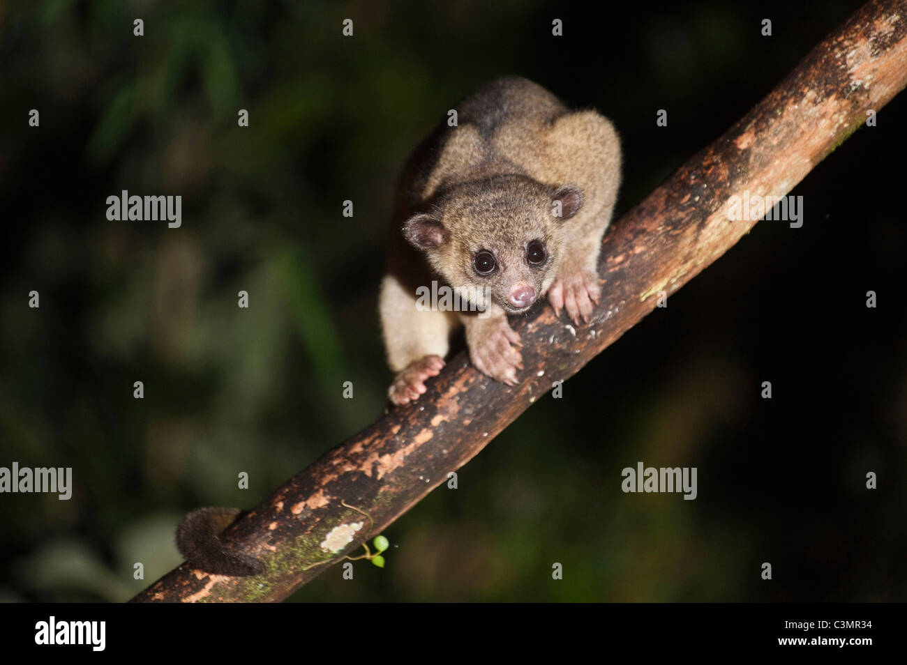 Kinkajou (Potosí flavus) su un ramo. Bosco Montano di Mindo, Ecuador. Foto Stock