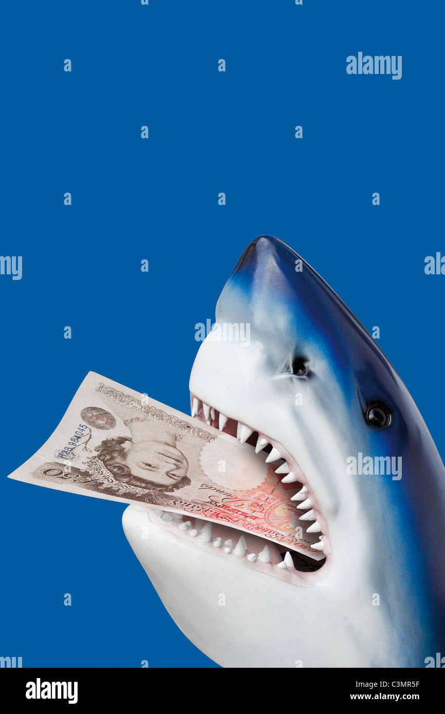 Shark con 50 libbra britannica in bocca. Foto Stock
