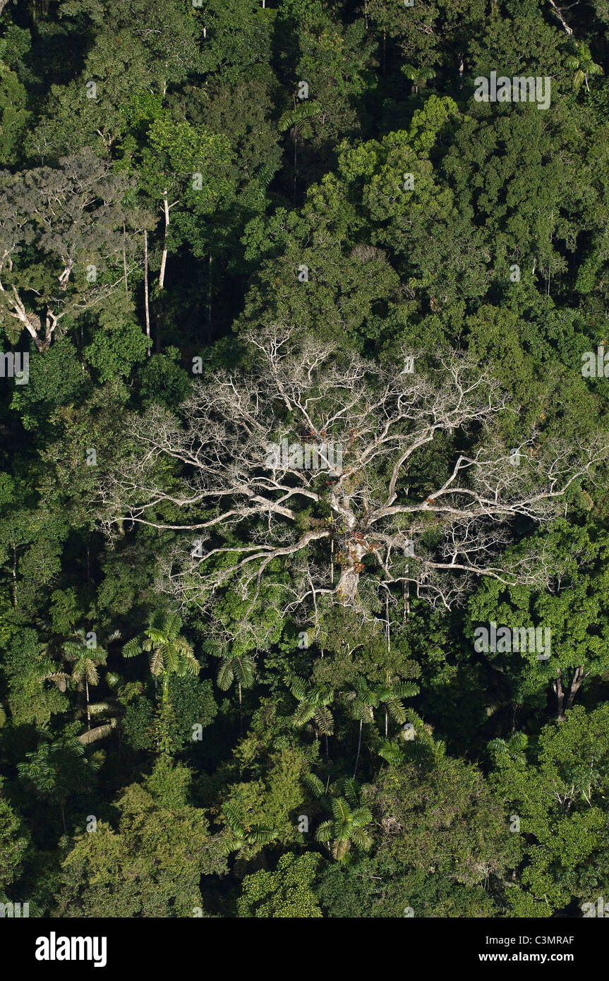 Vista aerea della foresta pluviale tropicale a Yasuni National Park, Ecuador. Foto Stock