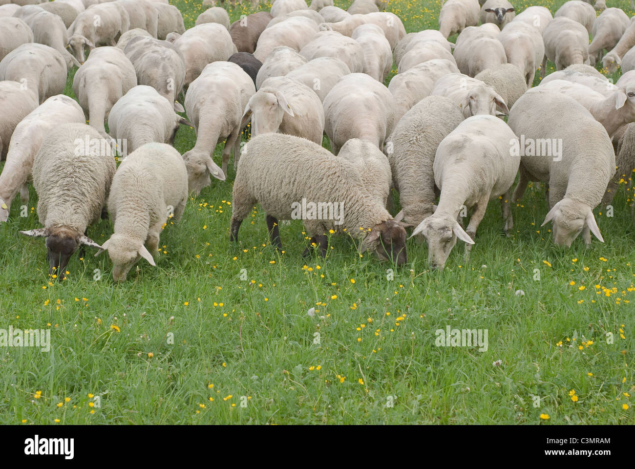 Allevamento di pecore al pascolo su pascoli erbosi Foto Stock