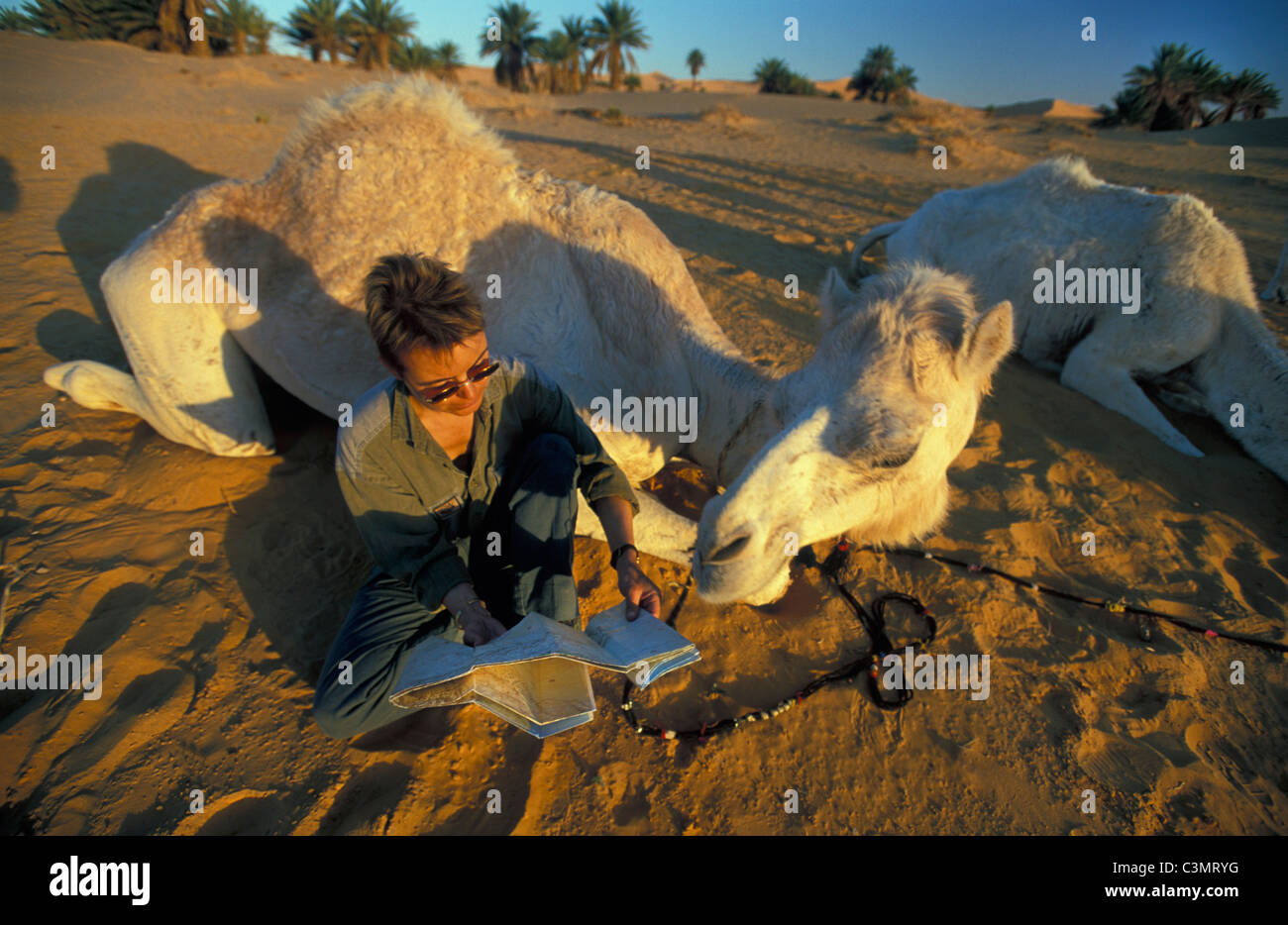 Algeria, Western Sandsea (Grand Erg Occidental) Saoura valley deserto del Sahara Tourist guardando la mappa con cammello Foto Stock