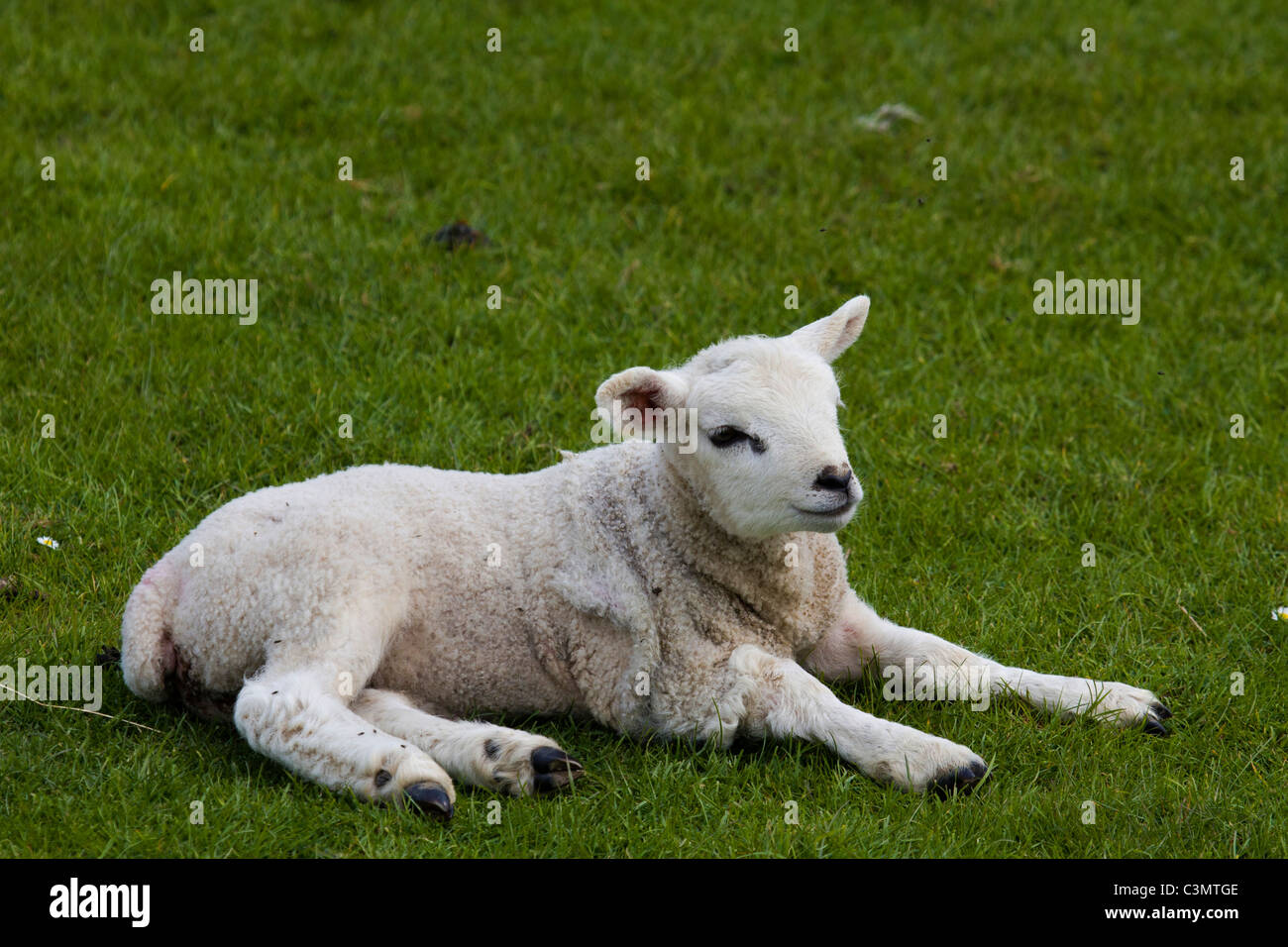 Una singola bianco Romney agnello che stabilisce in un campo Foto Stock
