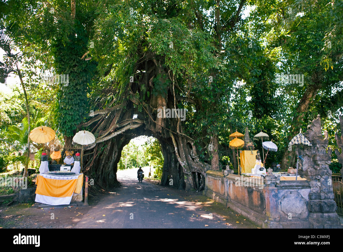 Indonesia, isola di Bali, vicino Pakualan, Banyan Tree cresce su strada. Foto Stock