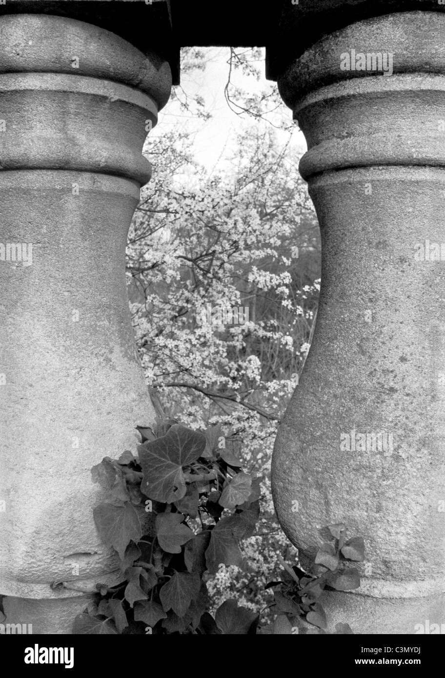 L urna curvatious forma ritagliato tra due montanti a balaustra telai ivy e apple blossom, Magdalen Bridge dettagli architettonici Foto Stock