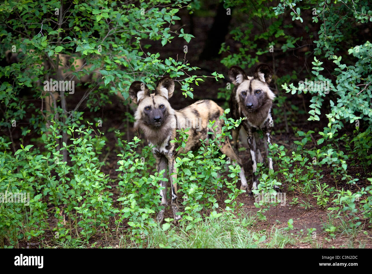 Sud Africa, Pretoria. Due Paesi africani cane selvatico, dipinse anche cane da caccia, Lycaon pictus. Cattività. Foto Stock