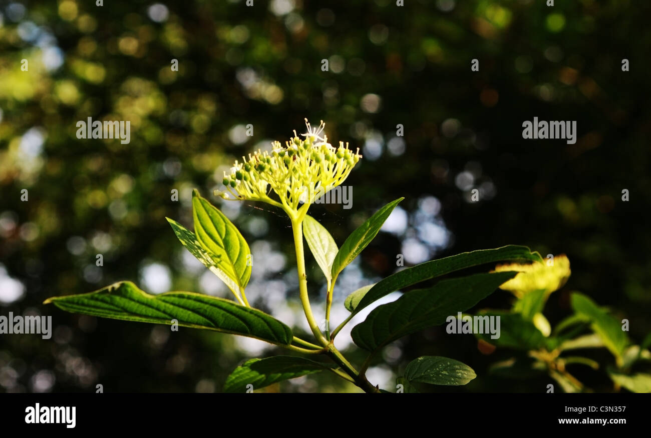 Luce di sole sui fiori di albero nella foresta Foto Stock