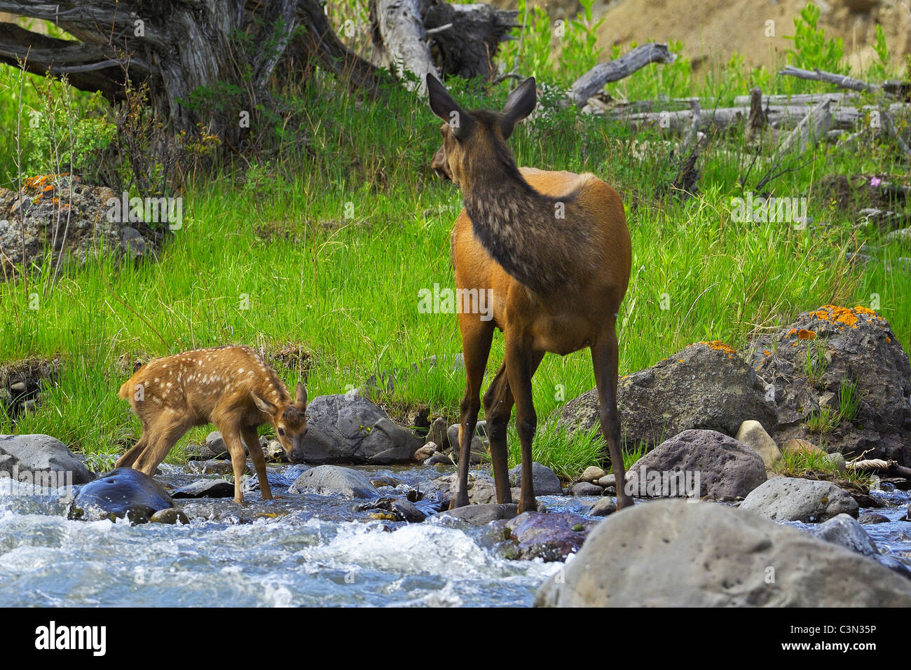 Elk Madre con vitello neonato nel ruscello di montagna Foto Stock