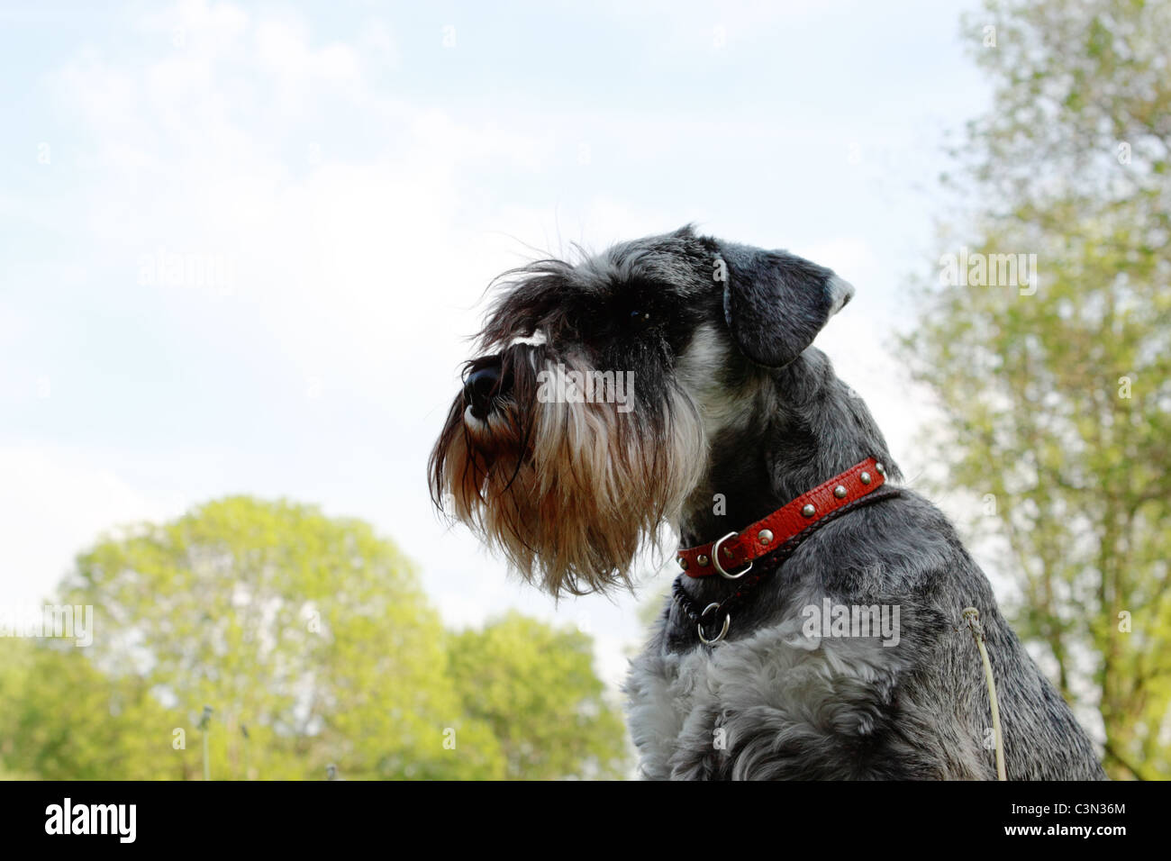 Ritratto di schnauzer in miniatura nel parco Foto Stock