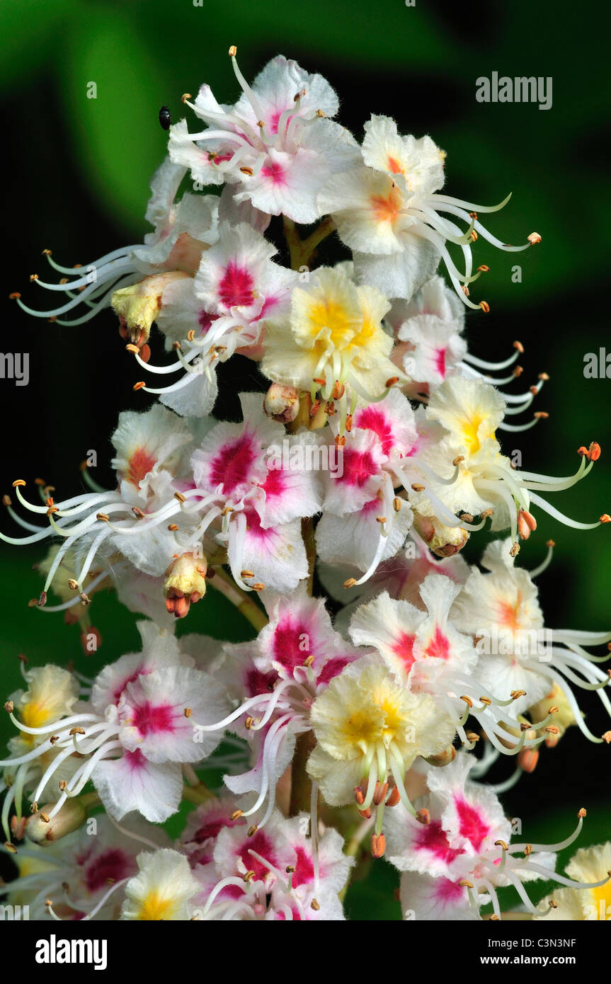 Il bellissimo fiore di un cavallo castagno (Aesculus hippocastanum) REGNO UNITO Foto Stock