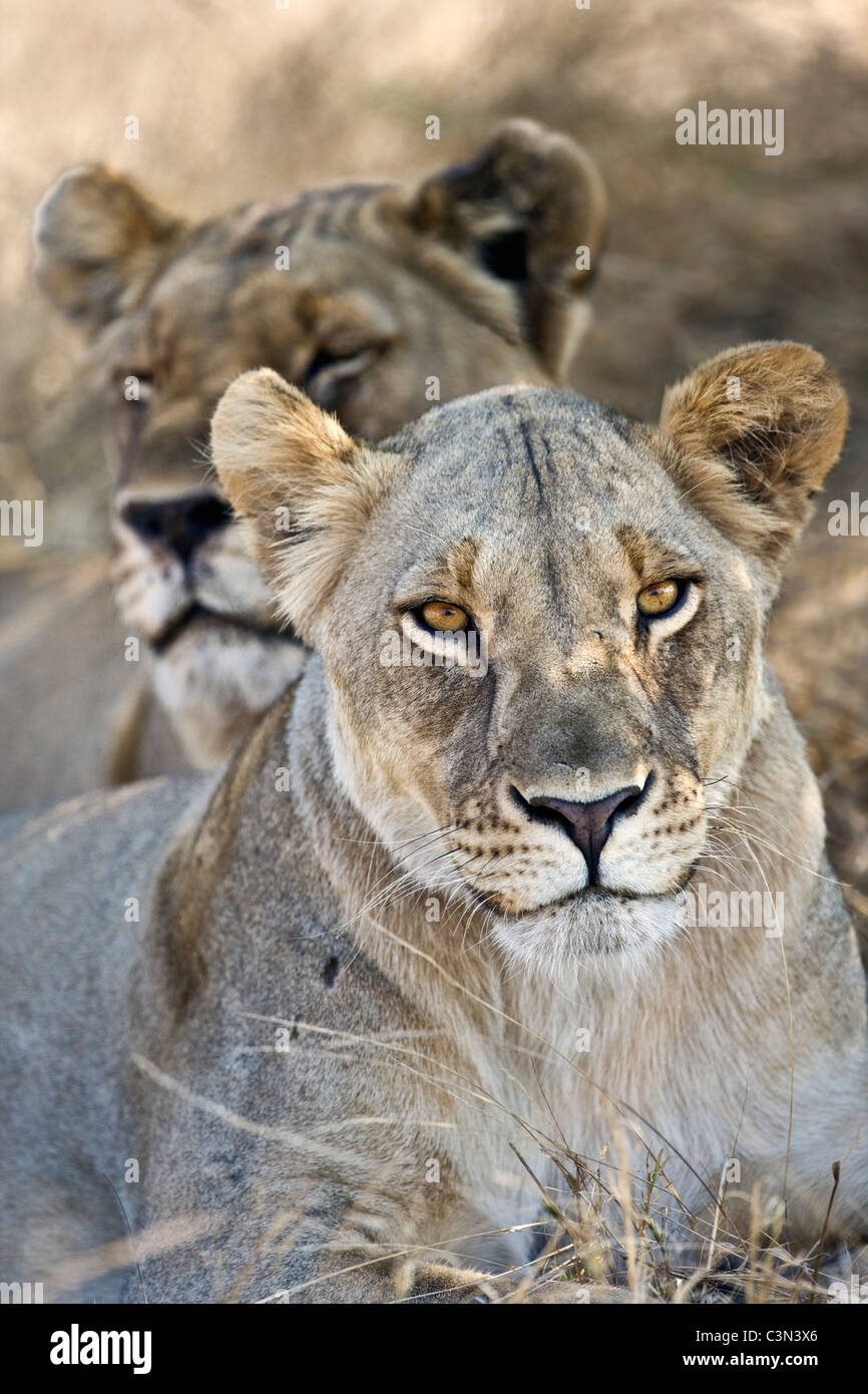 Sud Africa, vicino Zeerust, Madikwe National Park . Due femmina Lions, Lioness. (Panthera leo). Foto Stock