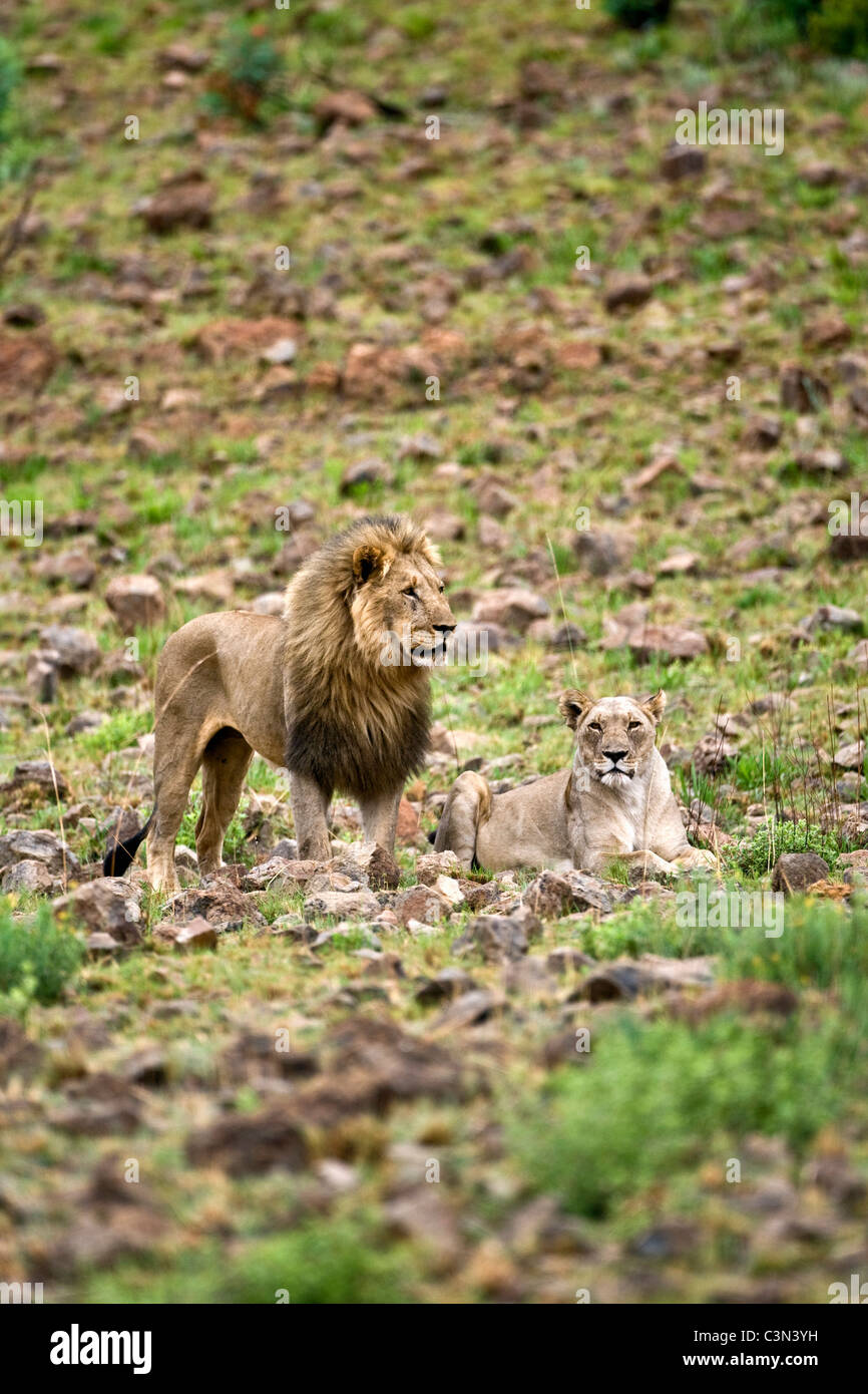 Sud Africa, vicino Rustenburg, Parco Nazionale di Pilanesberg. I Lions. (Panthera leo). Il comportamento di corteggiamento. Foto Stock