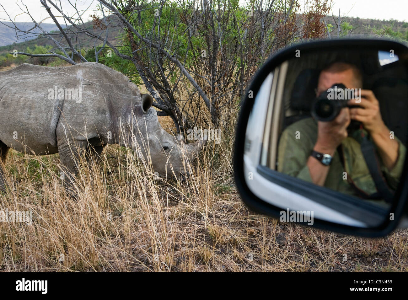Parco Nazionale di Pilanesberg Tourist, fotografo Frans Lemmens a scattare foto di rinoceronte bianco, Ceratotherium simum, utilizzando specchio dell'auto. Foto Stock