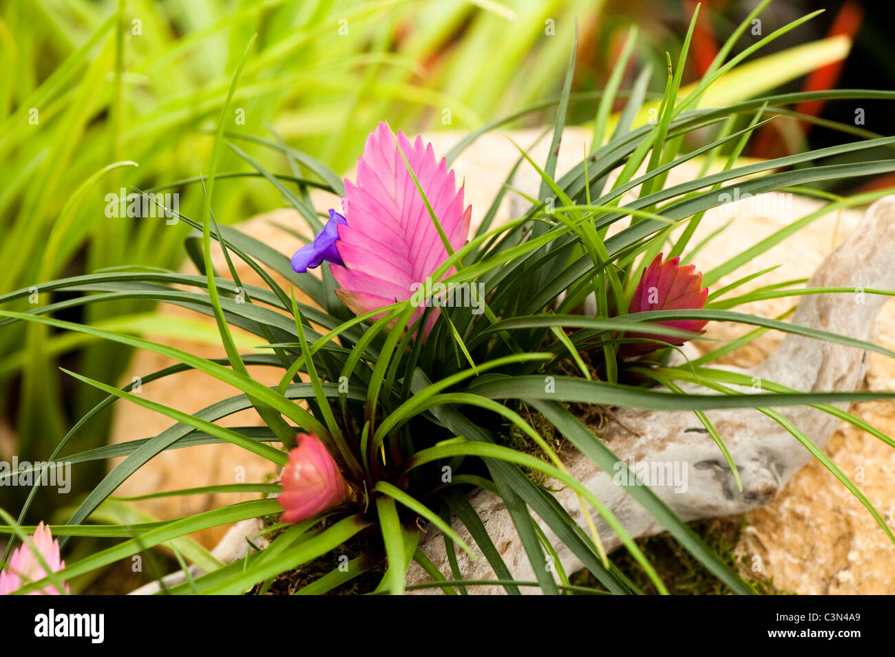fiore-della-tillandsia-cyanea-immagini-e-fotografie-stock-ad-alta