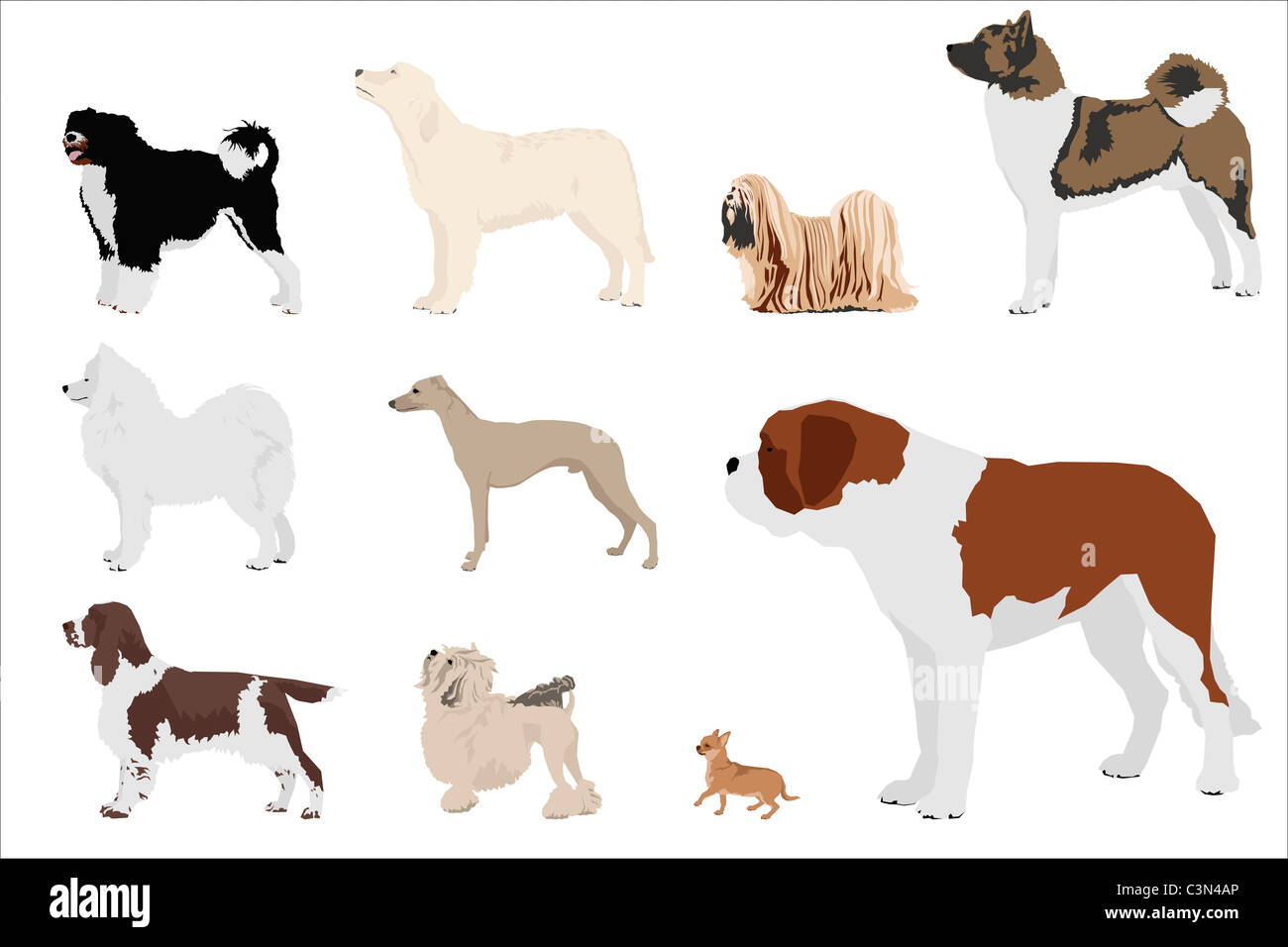 Set di dieci cane razze, illustrazione Foto Stock