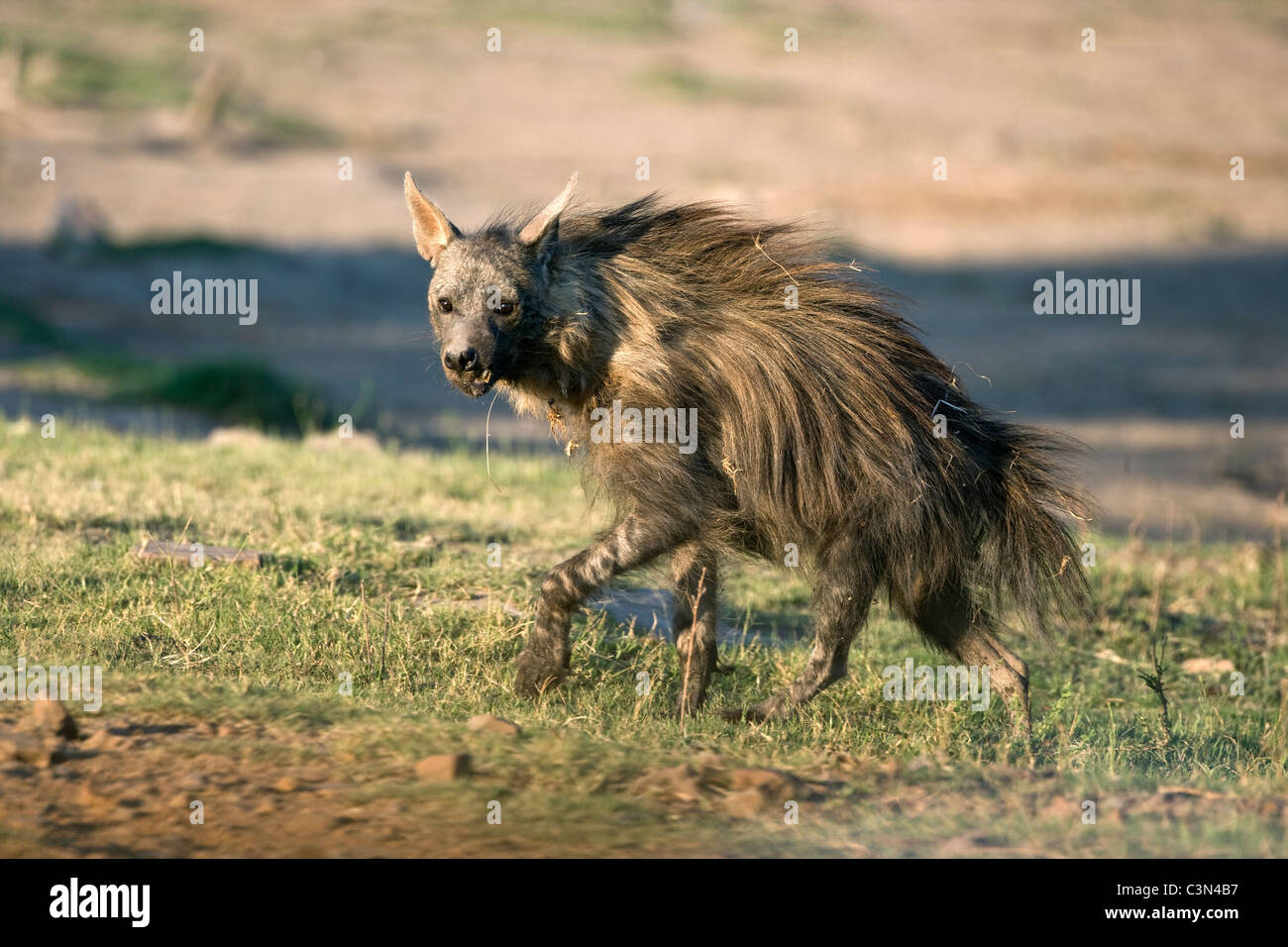 Sud Africa, vicino Zeerust, Madikwe National Park. La iena marrone. (Hyaena brunnea, precedentemente Parahyaena brunnea0. Foto Stock