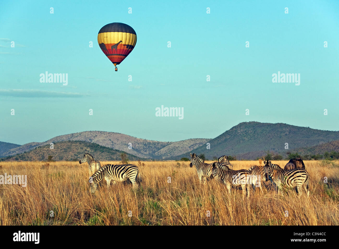 Sud Africa, vicino Rustenburg, Parco Nazionale di Pilanesberg. Allevamento di Burchell's zebre, Equus burchelli). Palloncino. Foto Stock