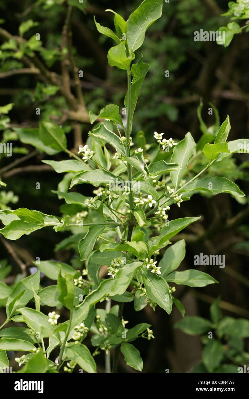 Mandrino albero in fiore, Euonymus europaeus, Celastraceae. Foto Stock