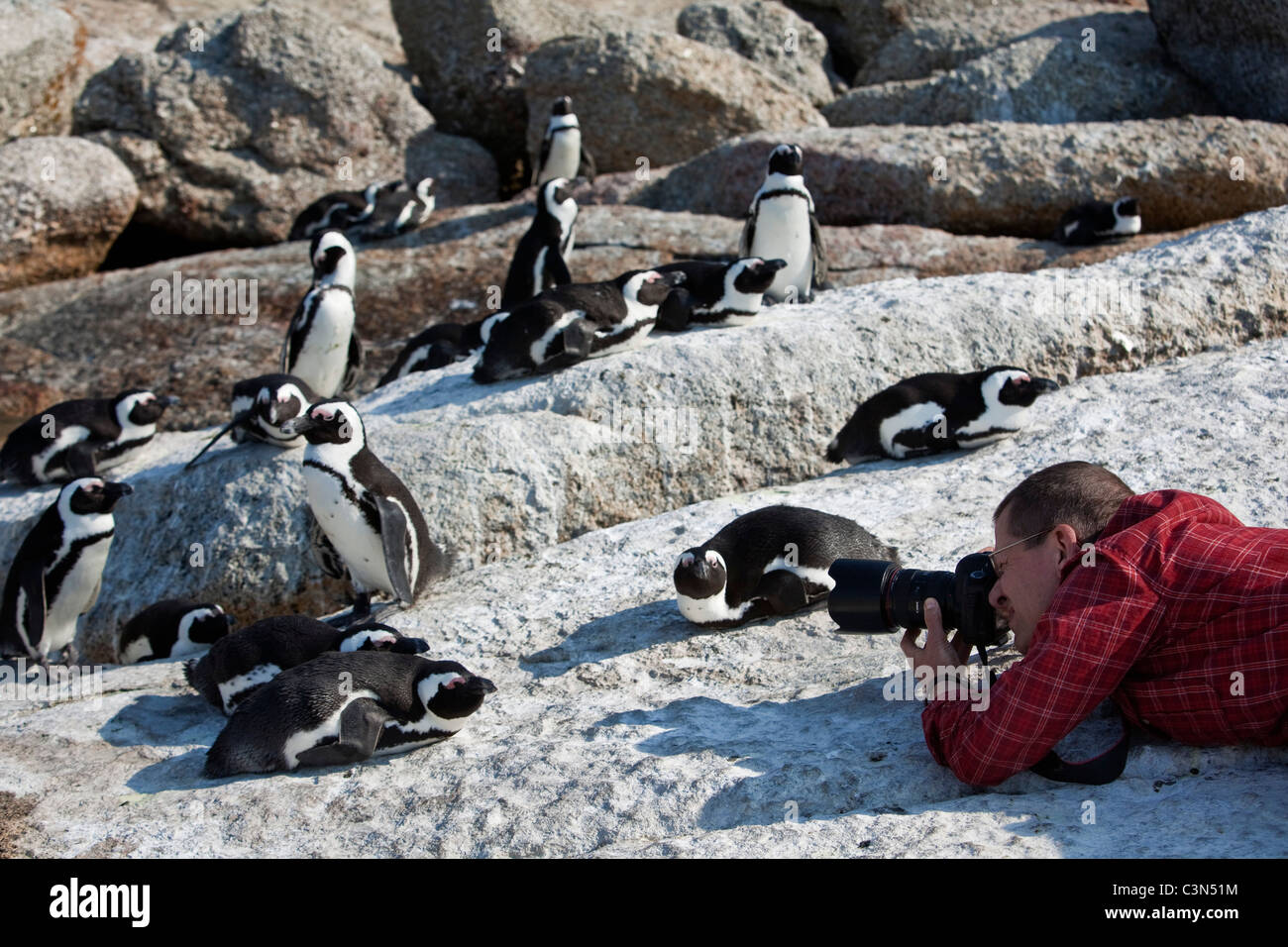 Sud Africa, Cape Peninsula, Boulders Beach fotografo Frans Lemmens rendendo le foto di pinguini Jackass, anche: i Penguins africani. Foto Stock