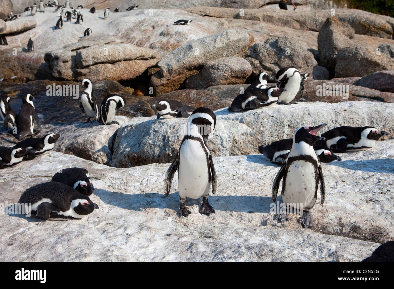 Sud Africa, Cape Peninsula, Simonstown, Boulders Beach. I pinguini Jackass, anche: i Penguins africani. Foto Stock