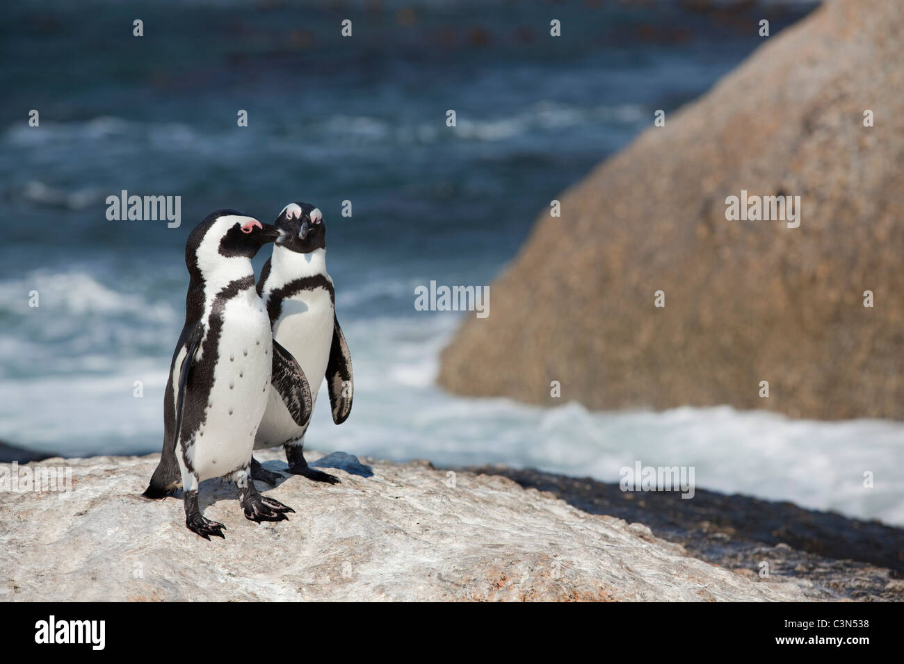 Sud Africa, Cape Peninsula, Simonstown, Boulders Beach. I pinguini Jackass, anche: i Penguins africani. Foto Stock