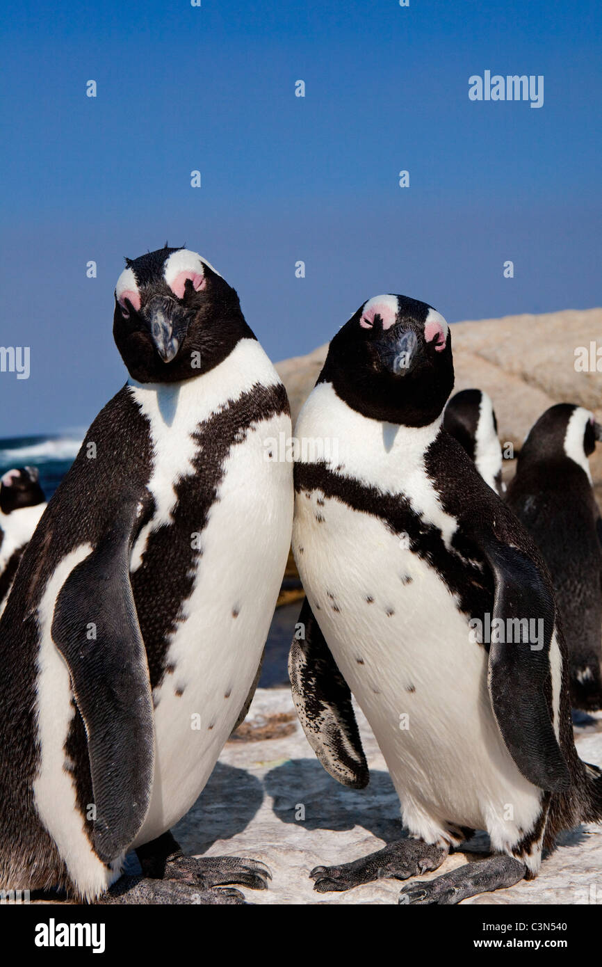 Sud Africa, Cape Peninsula, Simonstown, Boulders Beach. I pinguini Jackass, anche: i Penguins africani. Foto Stock