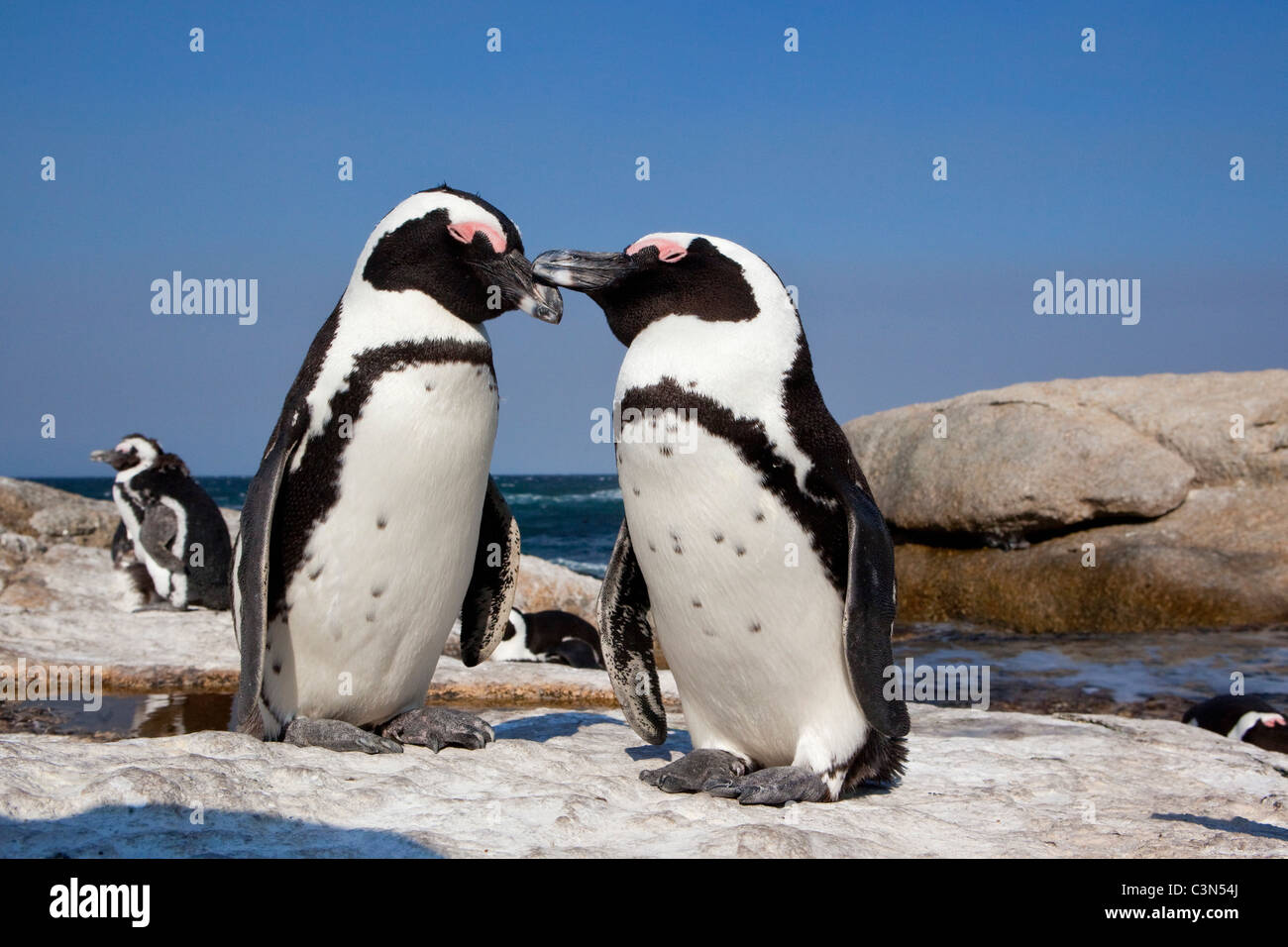 Sud Africa, Cape Peninsula, Simonstown, Boulders Beach. I pinguini Jackass, anche: i Penguins africani. Foto Stock