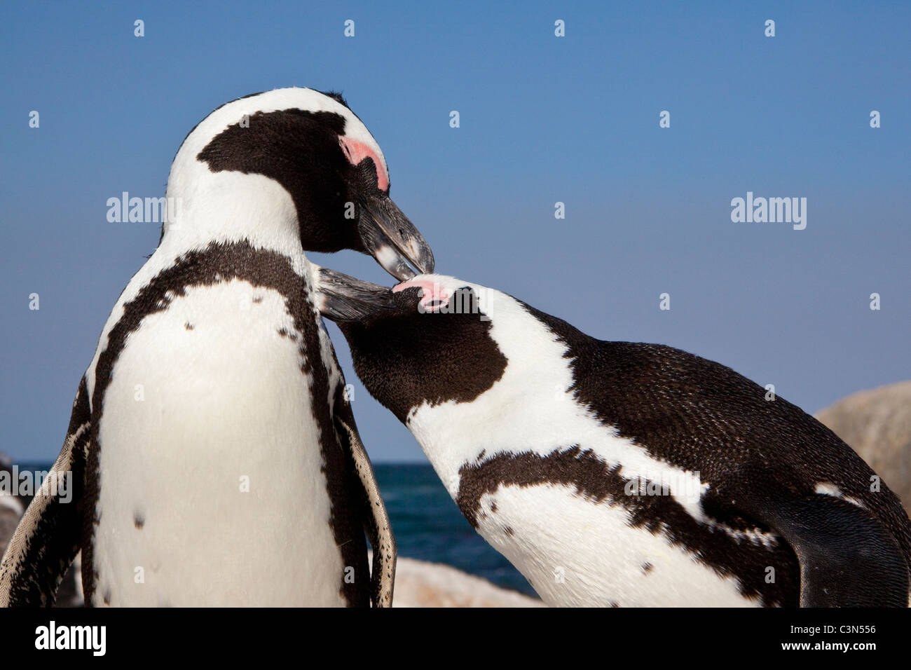Sud Africa, Cape Peninsula, Simonstown, Boulders Beach. I pinguini Jackass, anche: i Penguins africani. Foto Stock