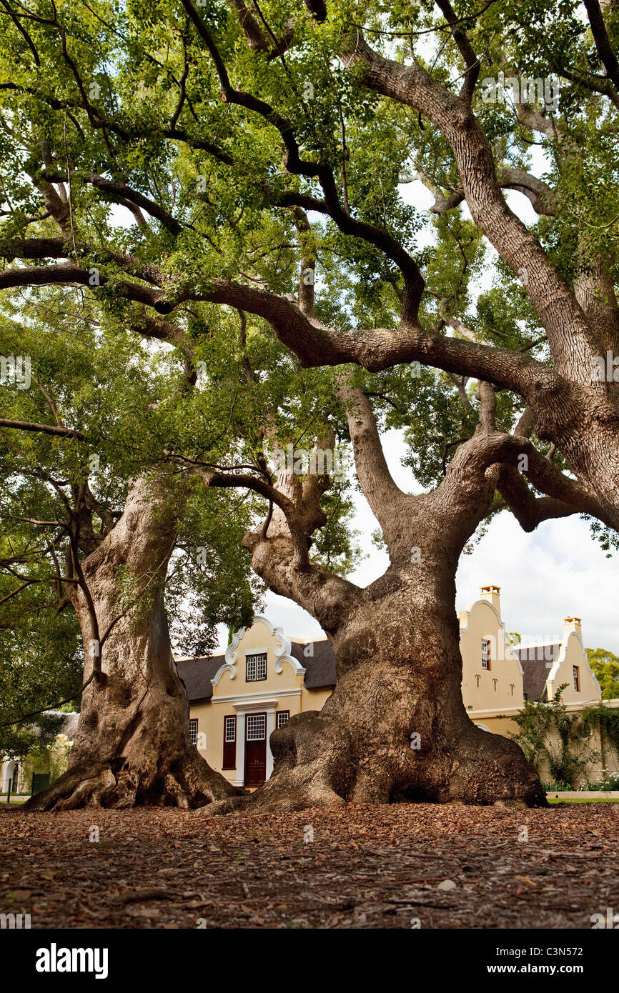 Somerset West, Vergelegen Wine Estate davanti gli alberi della canfora, nativo dalla Cina, piantato da Willem Adriaan Van der Stel Foto Stock