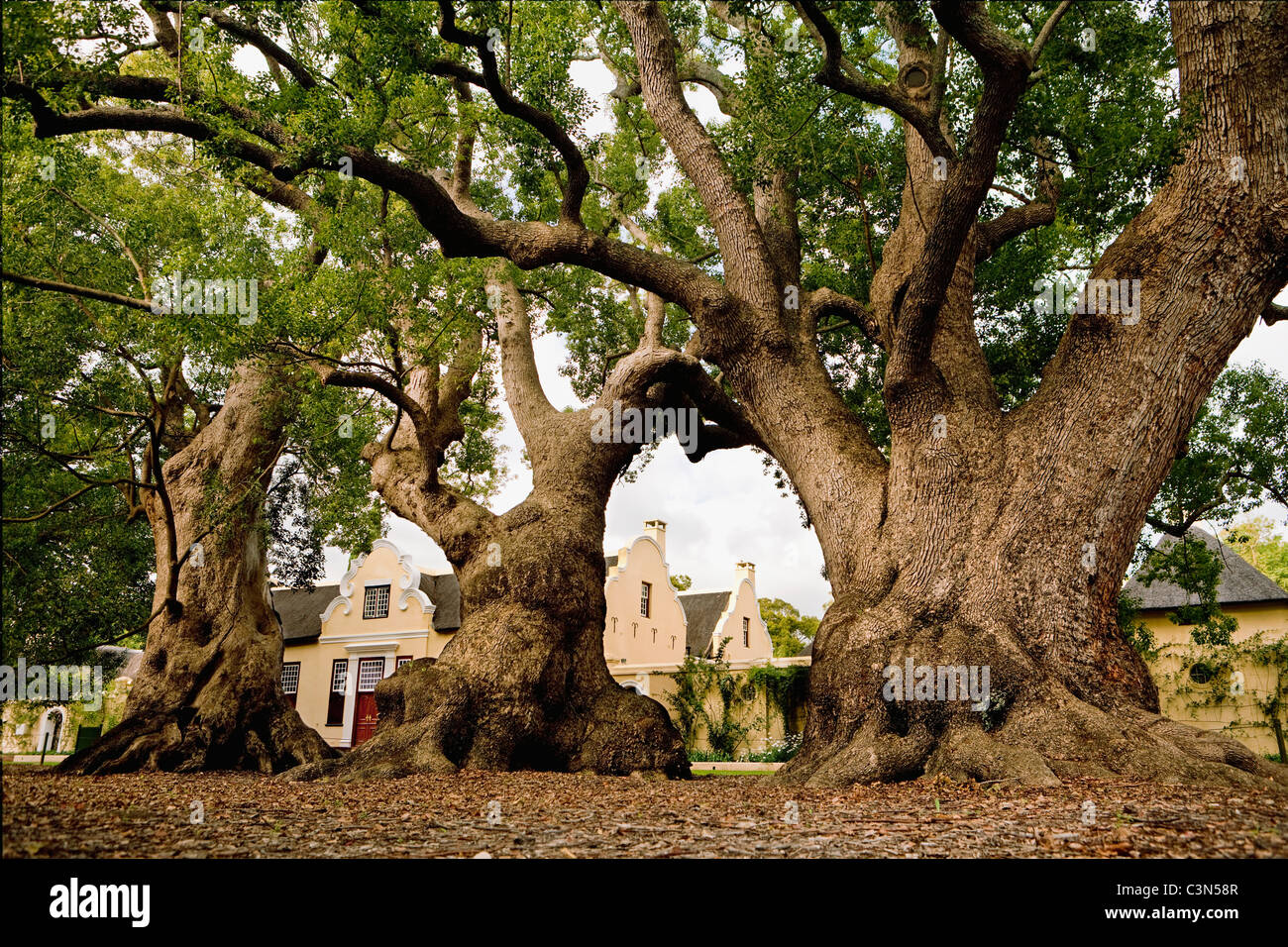 Somerset West, Vergelegen Wine Estate davanti gli alberi della canfora, nativo dalla Cina, piantato da Willem Adriaan Van der Stel Foto Stock