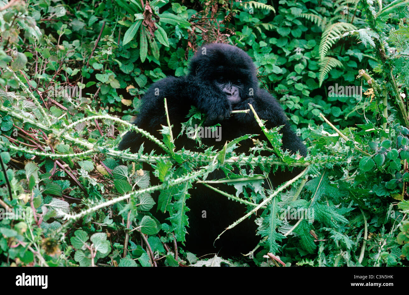 Gorilla di Montagna (Gorilla gorilla berengei: Pongidae) sub-femmina adulta alimentazione, nel Parc National des Volcans, Ruanda Foto Stock