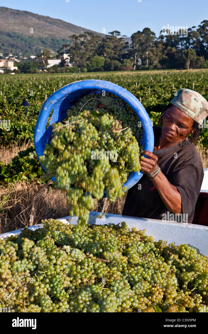 Sud Africa, Western Cape, Paarl, Klein Parys vigneti, il raccolto delle uve. Foto Stock